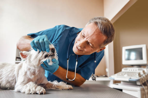 Best After-Hours Dental Care in Vass, NC